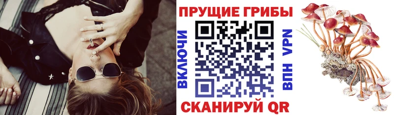 Купить  Нелидово  Псилоцибиновые грибы мицелий 